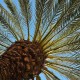 Phéromone palmier
