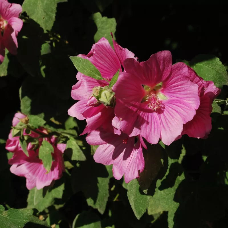 phéromone_teigne_mineuse_des_pousses_de_lavatère