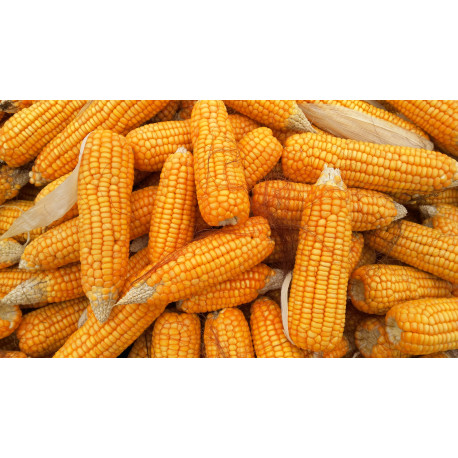 PheroNorm® -  Ver de l'épi de maïs