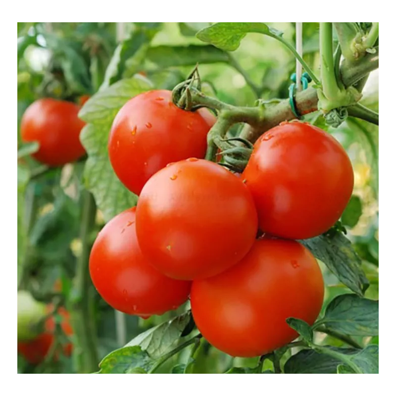 KIT SAISON Phéromone Mineuse  Tomate