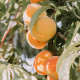 curatio andermatt pour oliviers et arbres fruitiers