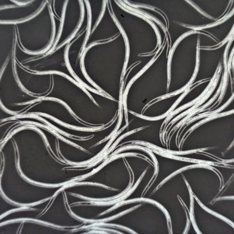 Nématodes Carponem pour Palmier 5 M