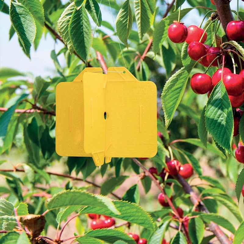 4 pièges collants en croix silence ca pousse andermatt france