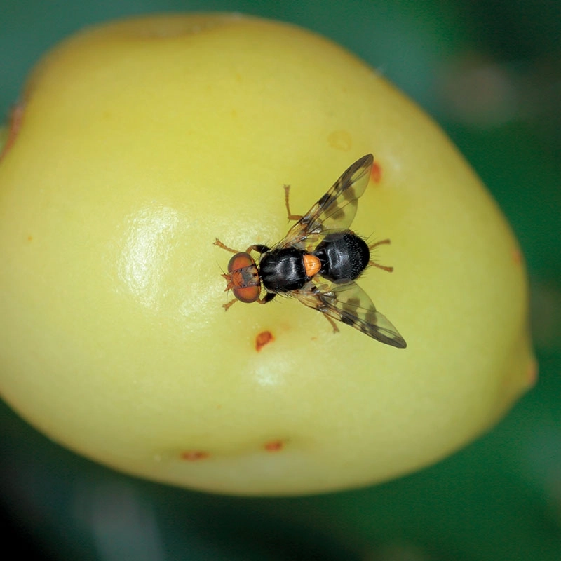 4 pièges collants en croix silence ca pousse andermatt france