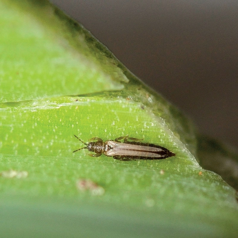 10 pièges collants bleus silence ca pousse andermatt france