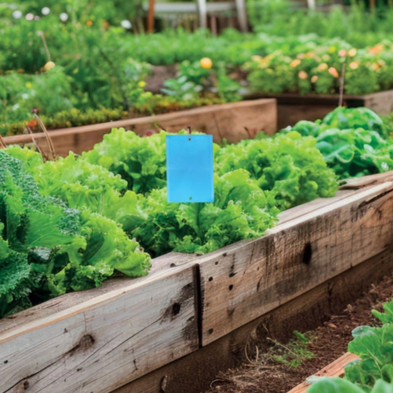 10 pièges collants bleus silence ca pousse andermatt france