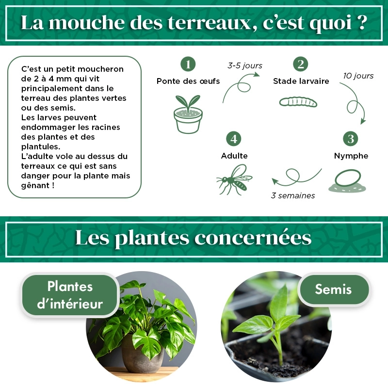 Nématodes pour mouches du terreau 5M