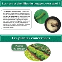 Nématodes  Mix pour Potager (2 x 50 millions)