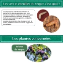 Nématodes pour Arbres Fruitiers 50M