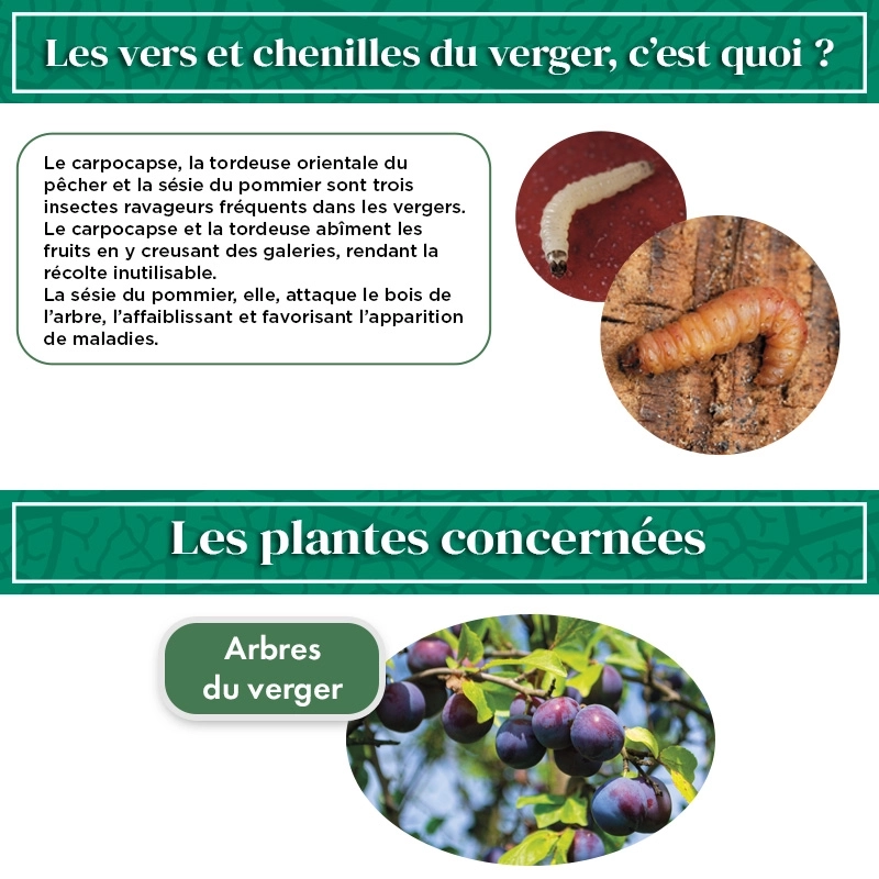 Nématodes pour Arbres Fruitiers 50M