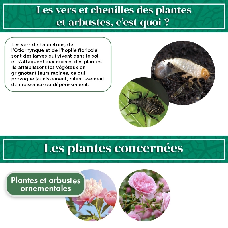 Nématodes pour Plantes et Arbustes 50M