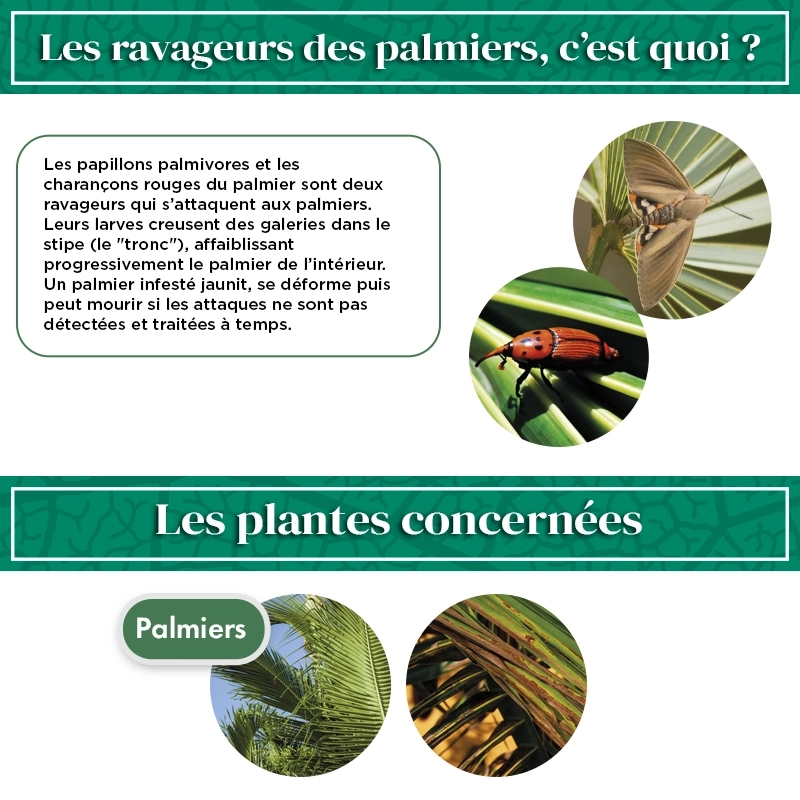 Nématodes pour Palmier 50 M