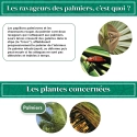 Nématodes pour palmier 5 M