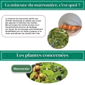kit_pheromone_mineuse_marronnier_andermatt