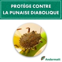 Kit phéromone Punaise Diabolique andermatt