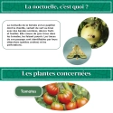 kit_pheromone_heliothis_noctuelle_de_la_tomate_andermatt
