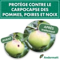 pheromone_carpocapse_des_pommes_andermatt