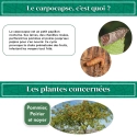 pheromone_carpocapse_des_pommes_andermatt