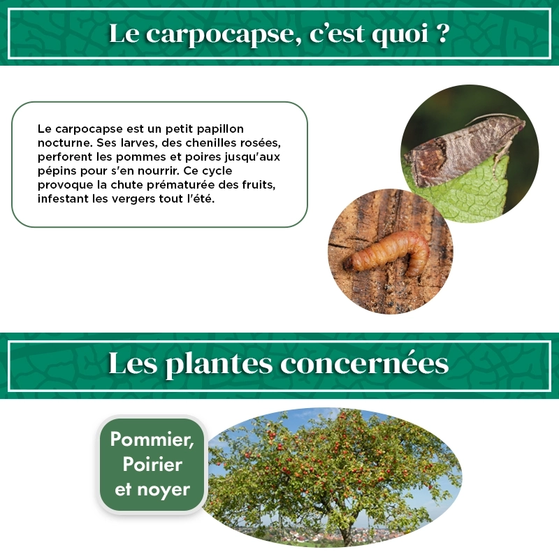 pheromone_carpocapse_des_pommes_andermatt