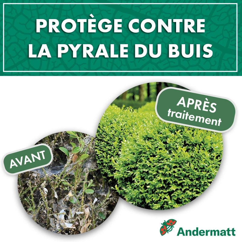 pheromone_pyrale_du_buis_andermatt