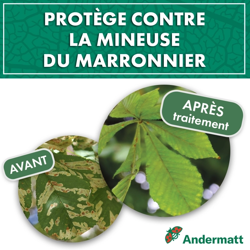 pheromone_mineuse_du_marronnier_andermatt
