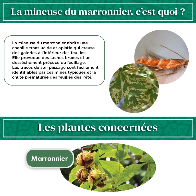 pheromone_mineuse_du_marronnier_andermatt
