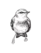 Filet de protection cultures (insecte, oiseau, limace)