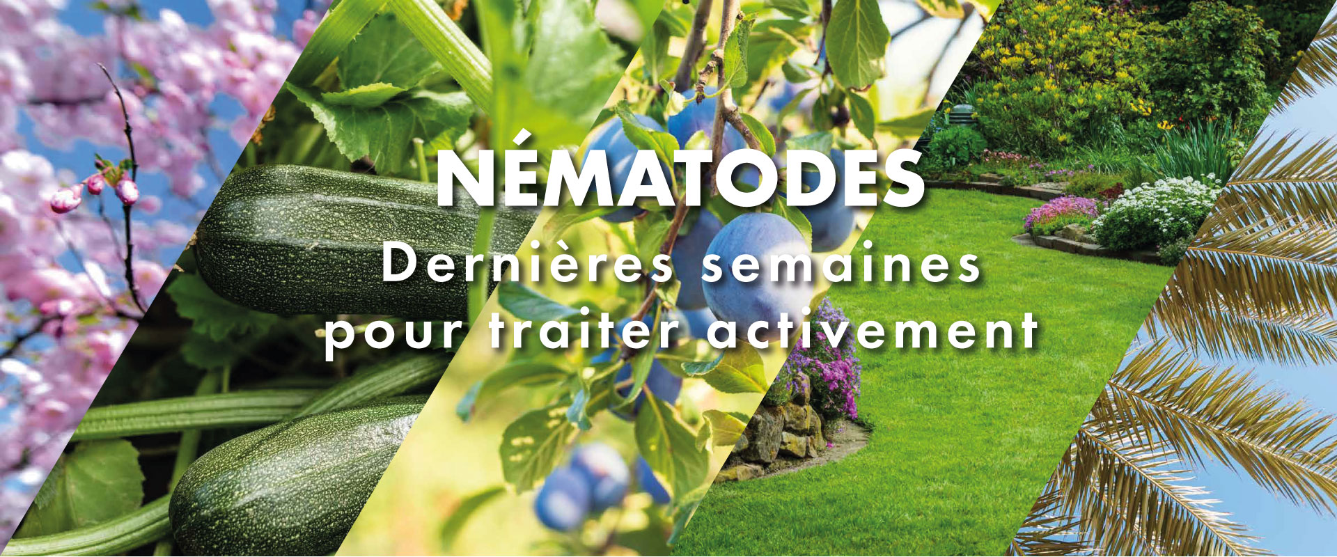 Nématodes_1920x800 Slide background