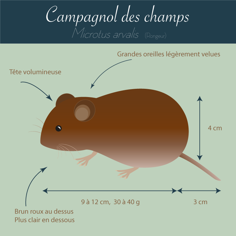 Campagnol des champs - infographie Andermatt France