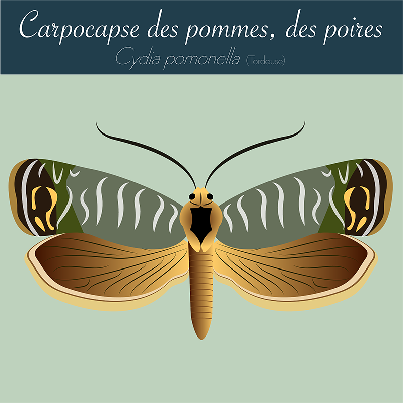 Carpocapse des pommes et des poires - infographie Andermatt France