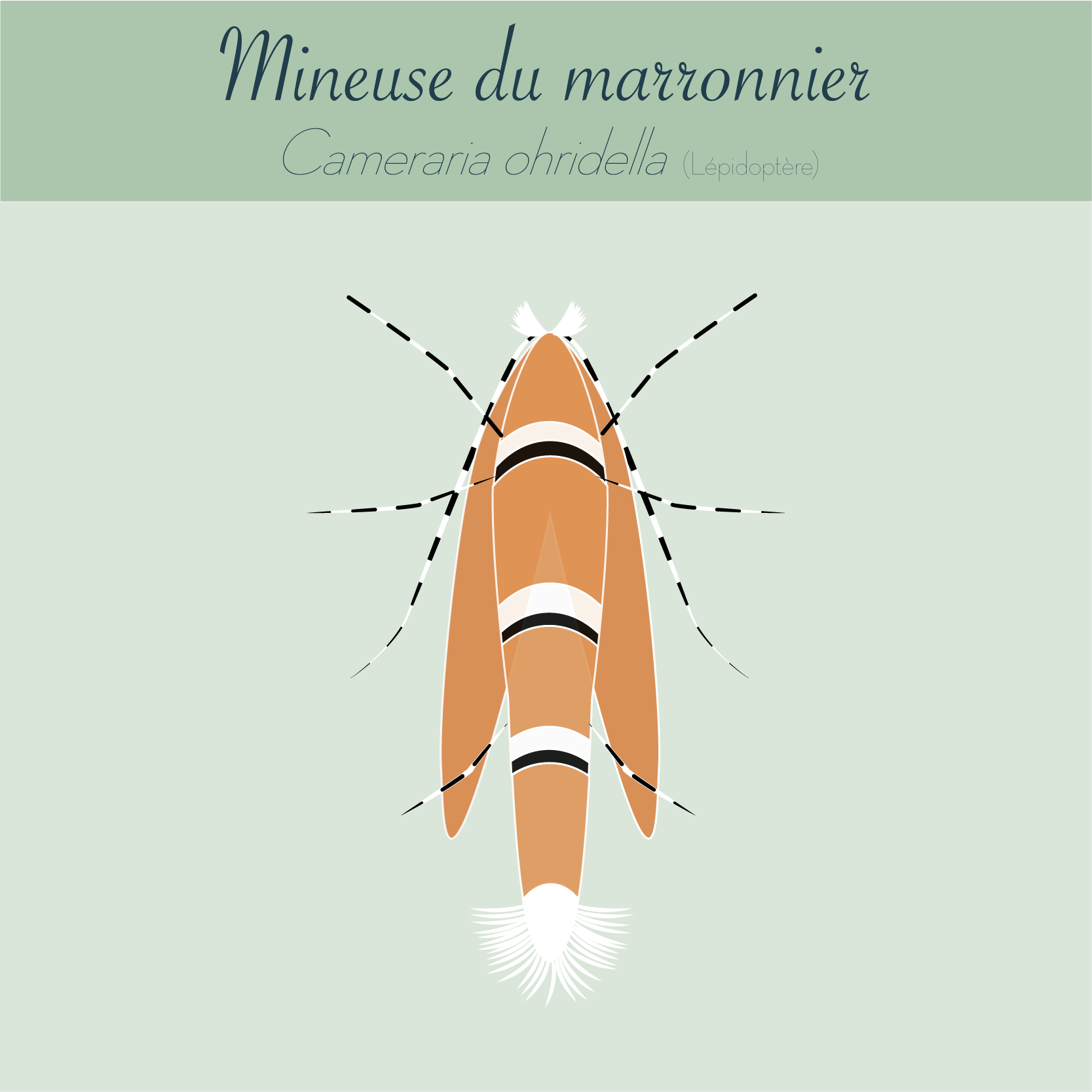 Mineuse Maronnier - infographie Andermatt France