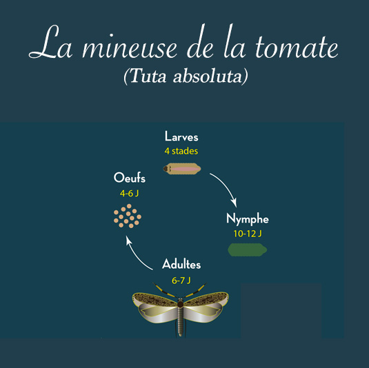 Mineuse de la tomate - Andermatt France