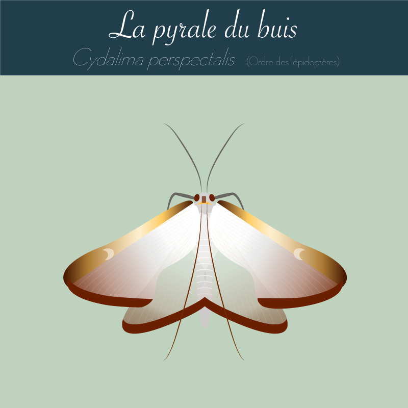 Pyrale du buis - infographie Andermatt France