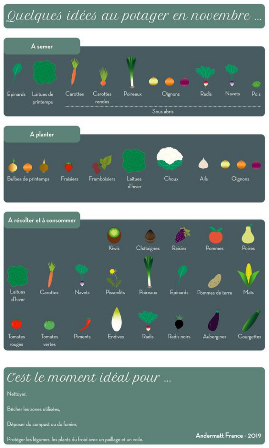 Infographie sur que semer, planter, récolter au potager, au jardin au mois de Novembre