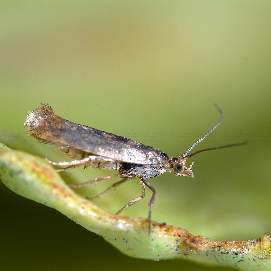 Phéromone Teigne des crucifères - Piège et lutte insectes