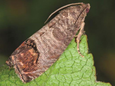 Le carpocapse des pommes
