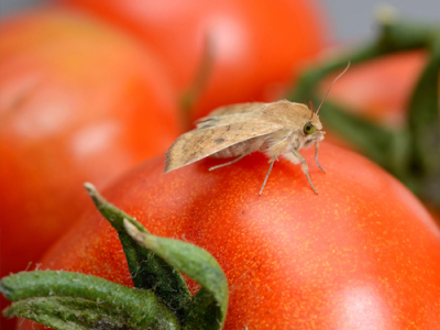 Noctuelle de la Tomate : protégez vos plants !